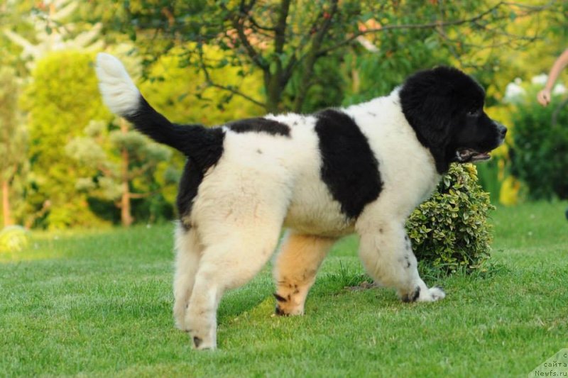 Фото: ньюфаундленд Черная Мафия Зебра Тиме (Chernaya Mafia Zebra Time)