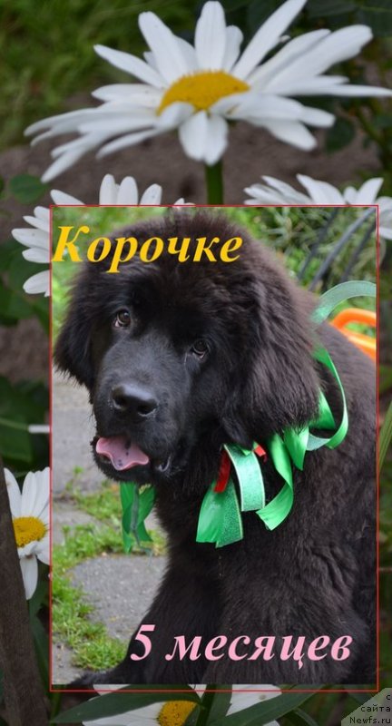 Фото: ньюфаундленд Черная Мафия Зоом Инто Ме (Chernaya Mafia Zoom Into Me)