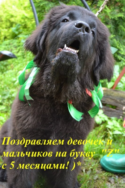 Фото: ньюфаундленд Черная Мафия Зоом Инто Ме (Chernaya Mafia Zoom Into Me)