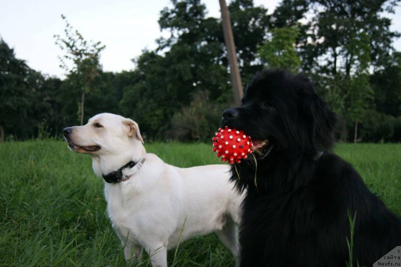Фото: ньюфаундленд Velyke Malyatko Bayaderka Yurka