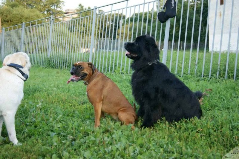 Фото: ньюфаундленд Velyke Malyatko Bayaderka Yurka