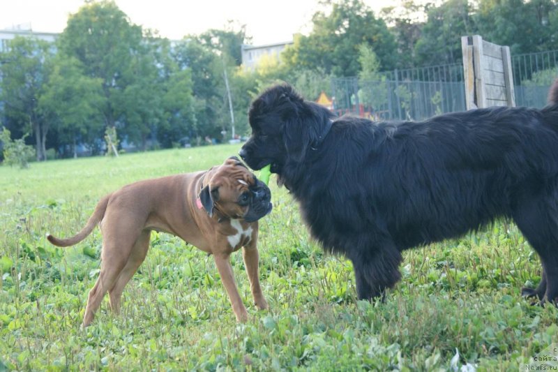 Фото: ньюфаундленд Velyke Malyatko Bayaderka Yurka