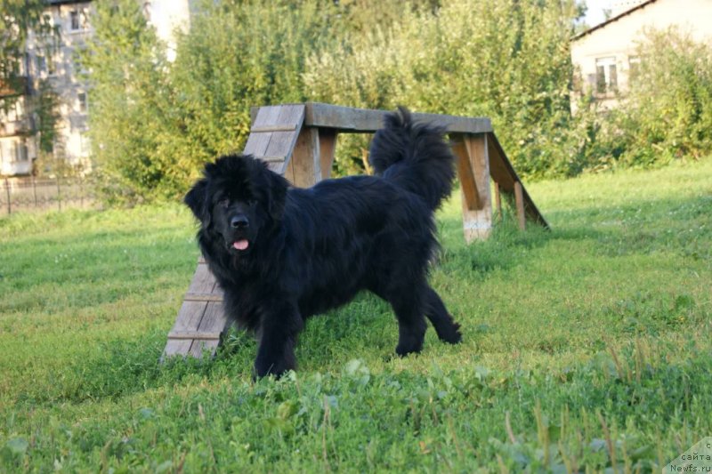 Фото: ньюфаундленд Velyke Malyatko Bayaderka Yurka