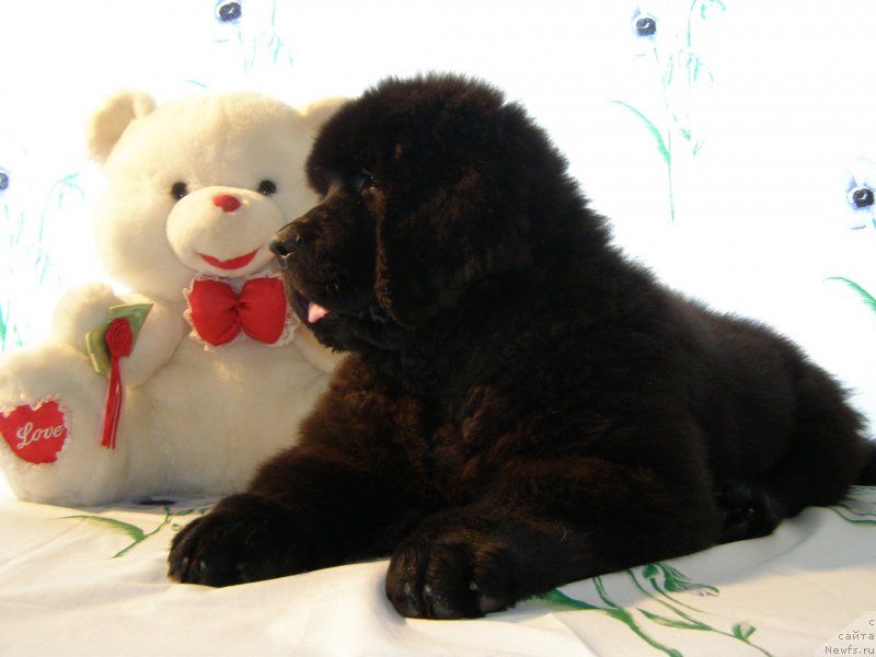 Фотография № 132065