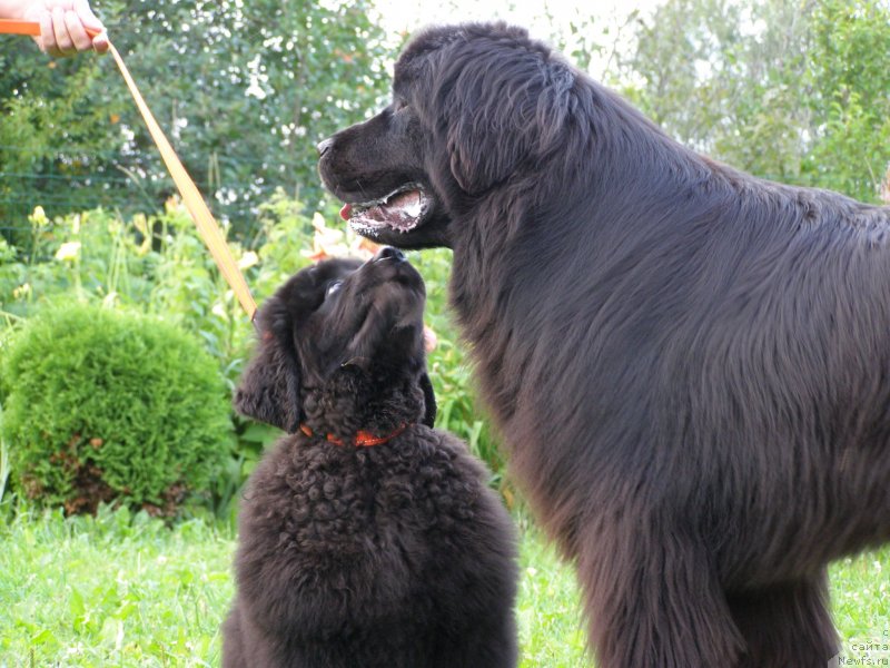 Фото: ньюфаундленд Черная Мафия Маубе Ше Вилл (Chernaya Mafia Maybe She Will), ньюфаундленд Fairweathers Rendition