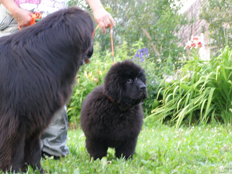 Фото: ньюфаундленд Черная Мафия Маубе Ше Вилл (Chernaya Mafia Maybe She Will), ньюфаундленд Fairweathers Rendition