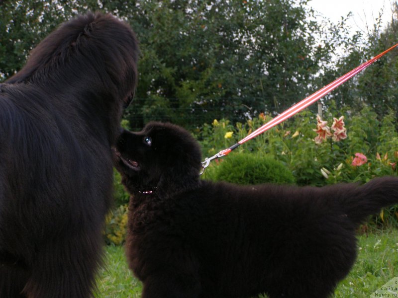 Фото: ньюфаундленд Черная Мафия Маубе Ше Вилл (Chernaya Mafia Maybe She Will), ньюфаундленд Fairweathers Rendition