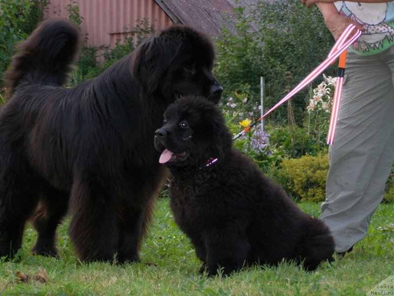Фото: ньюфаундленд Черная Мафия Маубе Ше Вилл (Chernaya Mafia Maybe She Will), ньюфаундленд Fairweathers Rendition