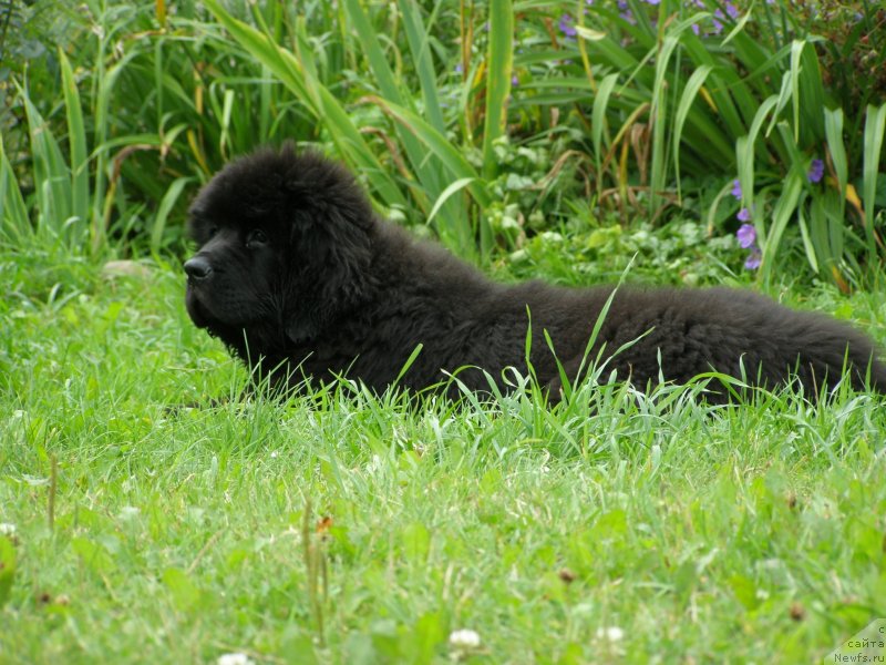 Фото: ньюфаундленд Черная Мафия Маубе Ше Вилл (Chernaya Mafia Maybe She Will)