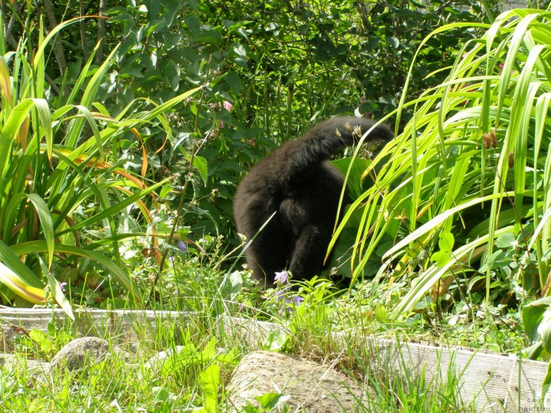 Фото: ньюфаундленд Черная Мафия Маубе Ше Вилл (Chernaya Mafia Maybe She Will)