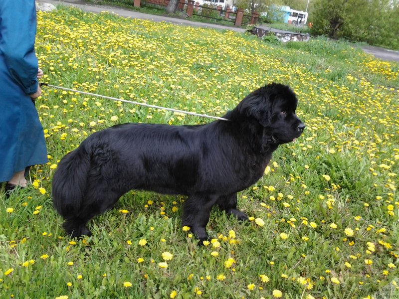 Фото: ньюфаундленд Элберет Звездная от Сибирского Медведя