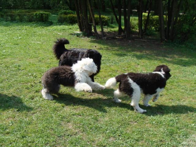 Фото: ньюфаундленд Челенджер