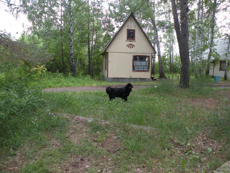 Фото: ньюфаундленд Элберет Звездная от Сибирского Медведя