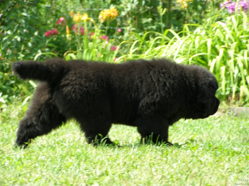 Фото: ньюфаундленд Черная Мафия Маубе Ше Вилл (Chernaya Mafia Maybe She Will)