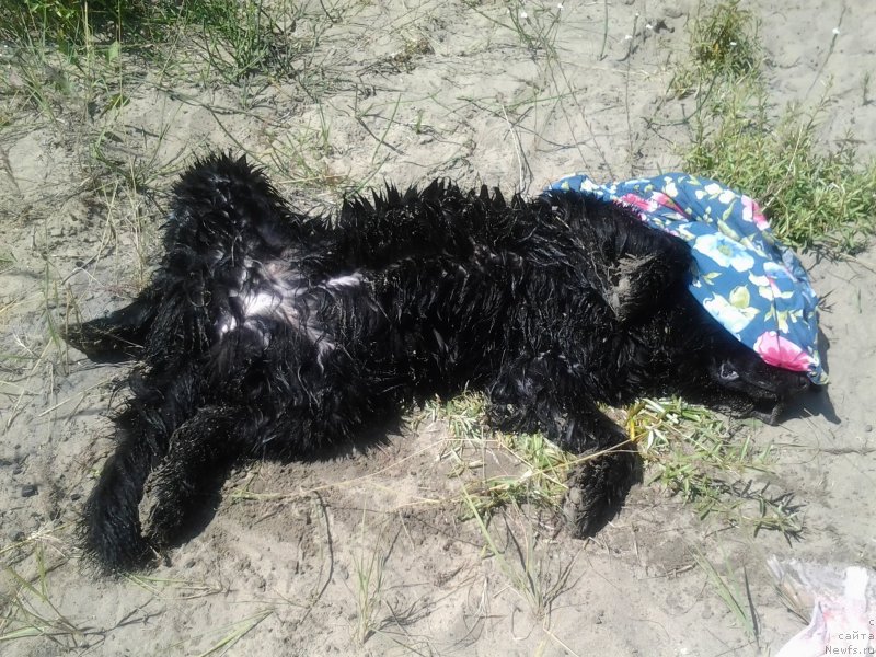 Фото: ньюфаундленд Элберет Звездная от Сибирского Медведя