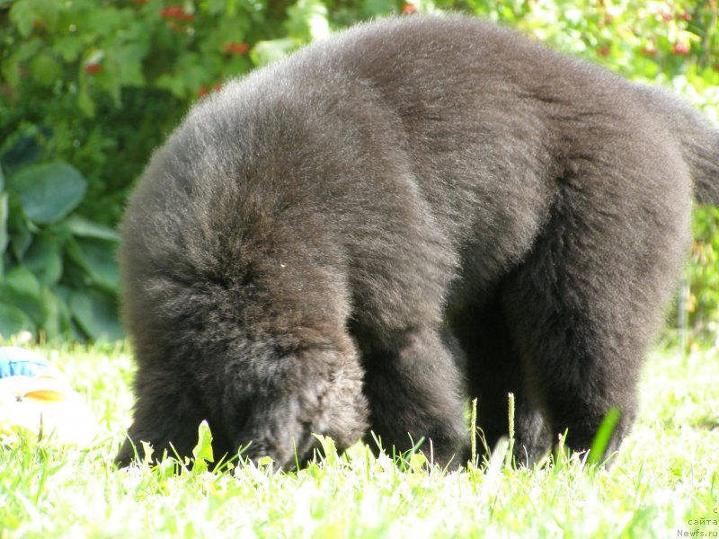 Фото: ньюфаундленд Черная Мафия Маубе Ше Вилл (Chernaya Mafia Maybe She Will)