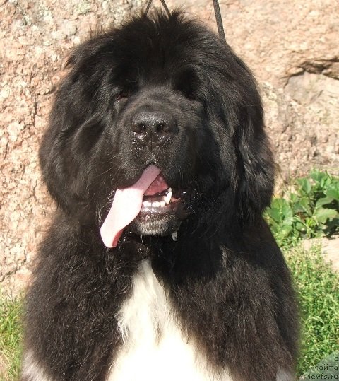 Фото: ньюфаундленд Плюшевая Панда Улыбка Леди Шарм (Plushevaya Panda Ulybka Ledi Scharm)