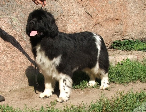 Фото: ньюфаундленд Плюшевая Панда Улыбка Леди Шарм (Plushevaya Panda Ulybka Ledi Scharm)