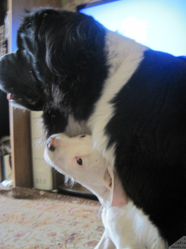 Фото: ангелочек и, ньюфаундленд Супер Бизон Гера