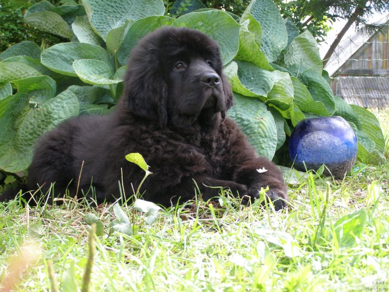 Фото: ньюфаундленд Черная Мафия Маубе Ше Вилл (Chernaya Mafia Maybe She Will)