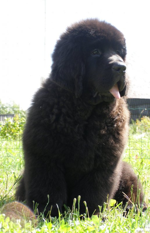 Фотография № 132098