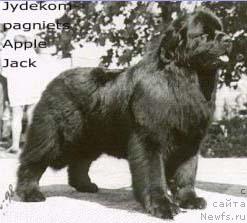 Фото: ньюфаундленд Jydekompagniets Apple-Jack