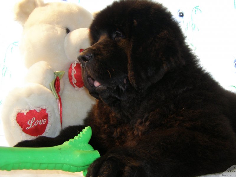 Фото: ньюфаундленд Черная Мафия Маубе Ше Вилл (Chernaya Mafia Maybe She Will)