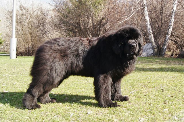 Фото: ньюфаундленд Фанньюф Тибул Желанный для Их Высочества