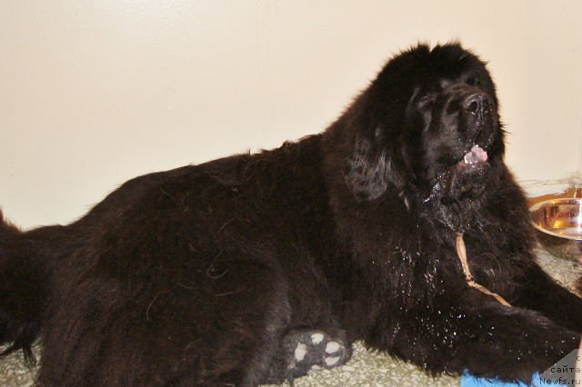 Фото: ньюфаундленд Фанньюф Тибул Желанный для Их Высочества