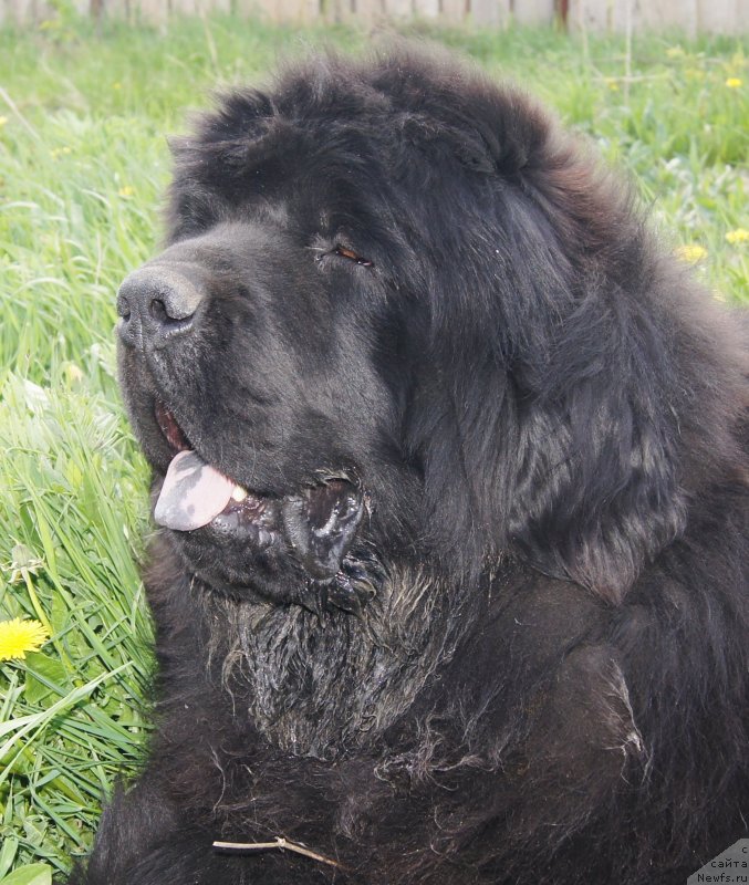 Фото: ньюфаундленд Фанньюф Тибул Желанный для Их Высочества