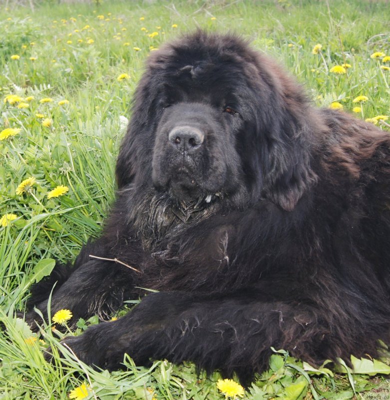 Фото: ньюфаундленд Фанньюф Тибул Желанный для Их Высочества