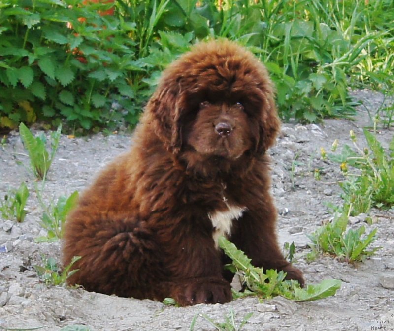 Фотография № 132117