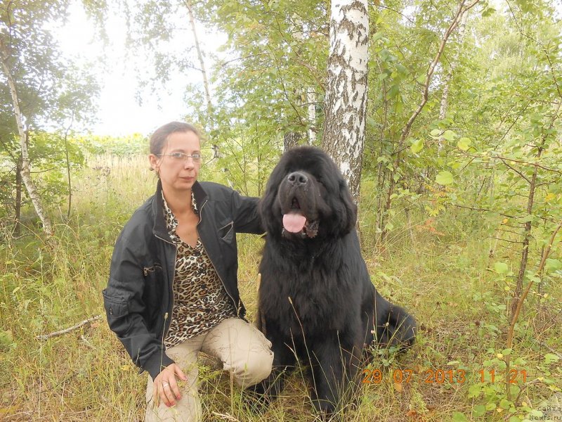 Фото: ньюфаундленд Акватория Келвин Килиманджаро (Aquatoriya Kelvin Kilimandzharo), Оксана Волкова