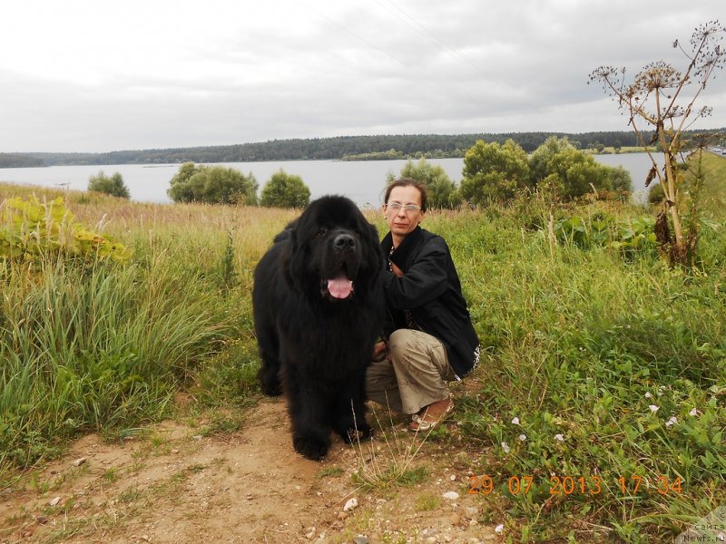 Фото: ньюфаундленд Акватория Келвин Килиманджаро (Aquatoriya Kelvin Kilimandzharo), Оксана Волкова