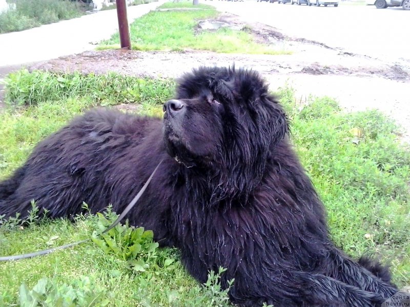 Фото: ньюфаундленд Ньюмаст Самсон (Nijumast Samson)