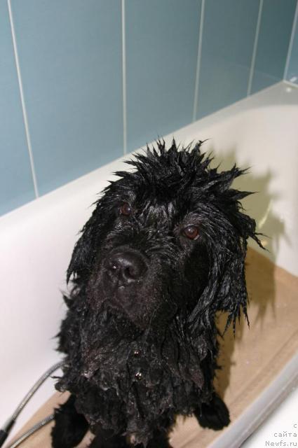 Фото: ньюфаундленд Сладкая Моя от Сибирского Медведя