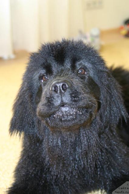 Фото: ньюфаундленд Сладкая Моя от Сибирского Медведя