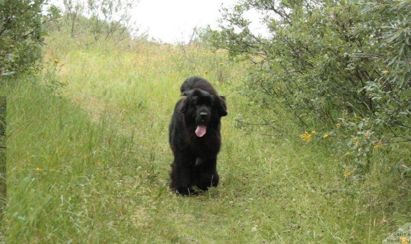 Фото: ньюфаундленд Neretum Tribe Xagrid
