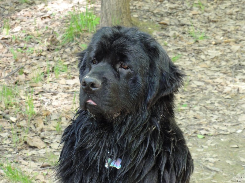 Фото: ньюфаундленд Рэш