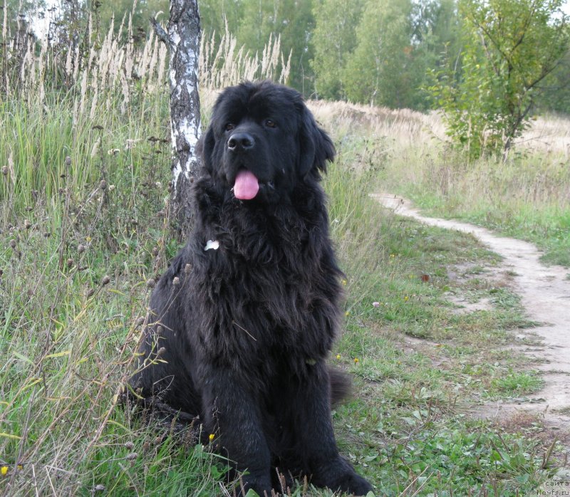 Фото: ньюфаундленд Рэш