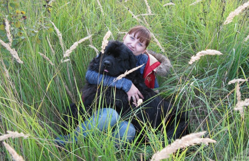 Фото: ньюфаундленд Рэш