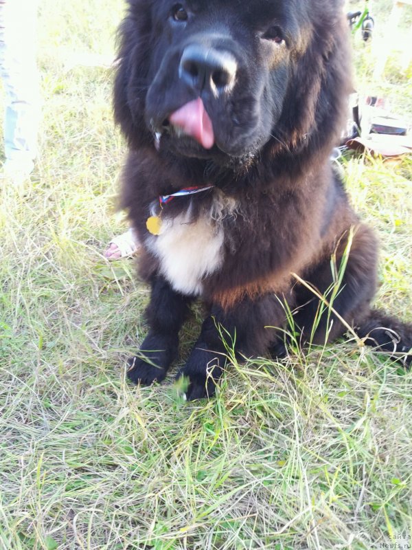 Фото: ньюфаундленд Дак Прайд Ван Гог (Dark Pride Van Gogh)