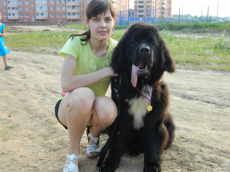 Фото: ньюфаундленд Дак Прайд Ван Гог (Dark Pride Van Gogh)