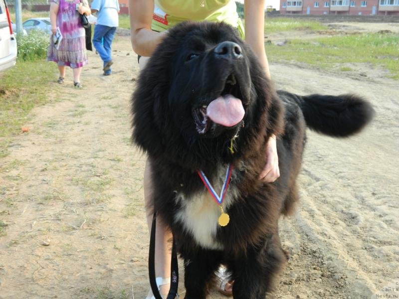 Фото: ньюфаундленд Дак Прайд Ван Гог (Dark Pride Van Gogh)