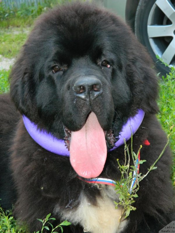 Фото: ньюфаундленд Дак Прайд Ван Гог (Dark Pride Van Gogh)