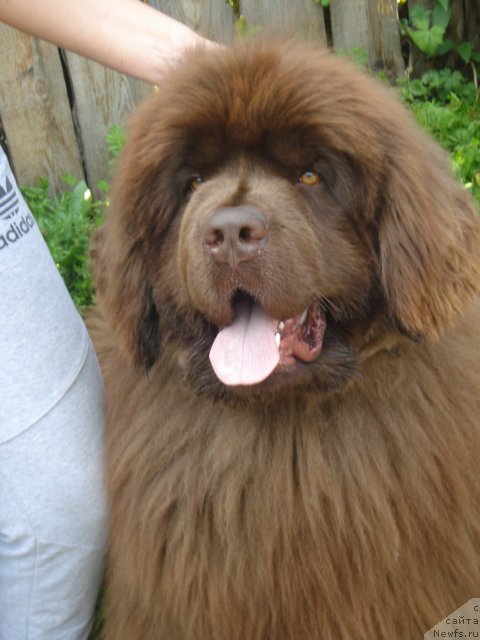 Фото: ньюфаундленд Аргонавт из Аркаима