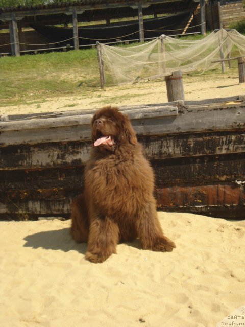 Фото: ньюфаундленд Аргонавт из Аркаима