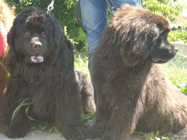 Фото: ньюфаундленд Красна Девица с Берега Дона, ньюфаундленд Черри Бренди