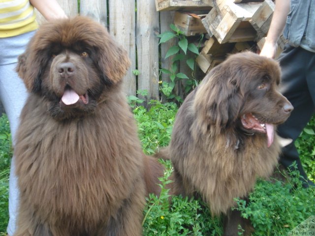 Фото: ньюфаундленд Аргонавт из Аркаима, ньюфаундленд А'Милина из Аркаима