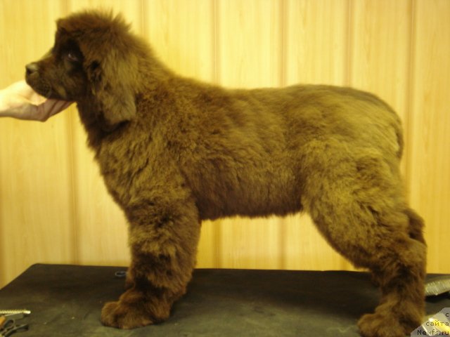 Фото: ньюфаундленд Ангел Души Моей из Аркаима